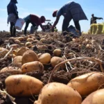 Sonora domina producción de papa nacional