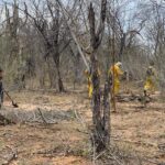 Unen fuerzas contra el fuego: Bomberos de Navojoa y Cajeme contienen incendio forestal en Quiriego
