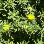 Reconversión agrícola en Sonora: Cártamo ahorra 40% de agua en el ciclo 2025-2026