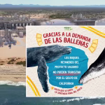 Frenan megaproyecto Saguaro GNL: Asociaciones ambientalistas logran suspensión para proteger a las ballenas