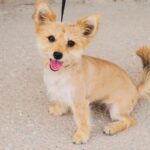 Podrán esterilizar a mascotas en la “Clínica Familiar Municipal” del 06 al 11 de abril