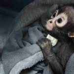 Nace cría de mono araña en el Cañón del Sumidero tras tres décadas de ausencia