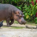 Colombia da luz verde al sacrificio de hipopótamos de Pablo Escobar ante emergencia ambiental y riesgo humano
