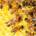 Día Mundial de las Abejas: El motor silencioso detrás de la miel y la seguridad alimentaria