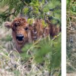 Nace el primer bisonte en Sonora tras más de 200 años de ausencia