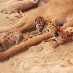 Nacen tres crías de puma en el Centro Ecológico de Sonora; llaman a visitantes a no estresar a la manada