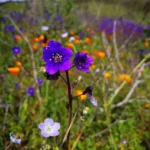 Efemérides: ¿Por qué celebramos hoy el Día Internacional de la Fascinación por las Plantas?