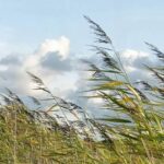 Día Mundial del Viento: El potencial del recurso eólico en la transición hacia energías limpias