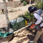 Secretaría de Salud advierte sobre falsos brigadistas que cobran por detectar criaderos de mosquitos