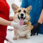 Invita el 30 Ayuntamiento de San Luis Río Colorado a la Jornada Gratuita de Esterilización Móvil