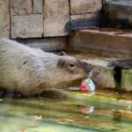 Refuerzan cuidados de animales del Centro Ecológico de Sonora durante temporada de calor