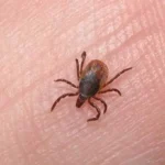 Sonora ocupa el segundo lugar nacional en casos de rickettsiosis; intensifican acciones en 340 colonias