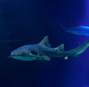 Llegan los gigantes del océano a Hermosillo: inauguran magna exposición interactiva «Tiburones» en MUSAS