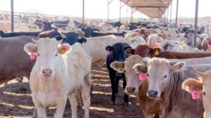 Sonora avanza hacia el Nivel 1 en sanidad ganadera tras concluir evaluación de inspectores de Estados Unidos