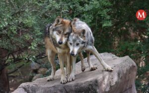 Frente a orden de Trump que amenaza la protección del lobo mexicano, México redobla acciones para su rescate y conservación