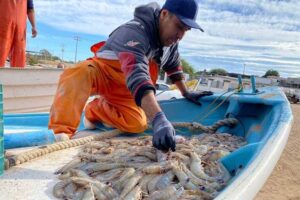 Alistan redes en el Mar de Cortés: levantarían veda del camarón en Sonora este 16 o 17 de septiembre