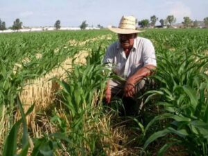 Fortalece Gobierno de Sonora atención a productores agrícolas, pesqueros y ganaderos de Fuerte Mayo